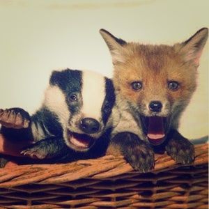 🐾  pawsh pals 🐾